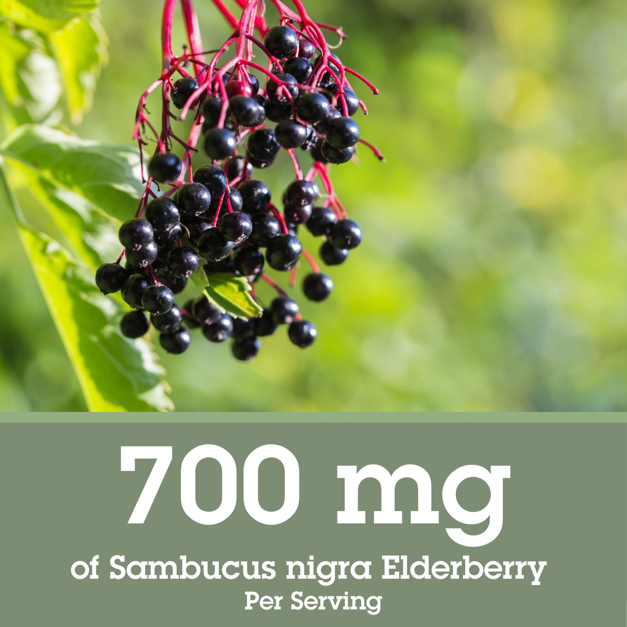 Quantum Health Black Elderberry Liquid Extract Sambucus Nigra Immune Support Formula 700mg - Daily Wellness Boost of Potent Antioxidants for Women & Men - High Dose, Fast Absorption, Vegan - 2 Fl Oz thumbnail 2