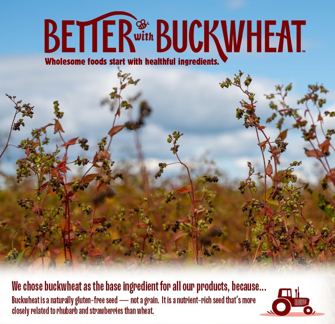 Better with Buckwheat Everything Crackers - Gluten-Free Crackers, Healthy Snack Crackers, Grain-Free, Non-GMO, Sugar-Free - Pair with Cheese, Hummus & Dips thumbnail 5