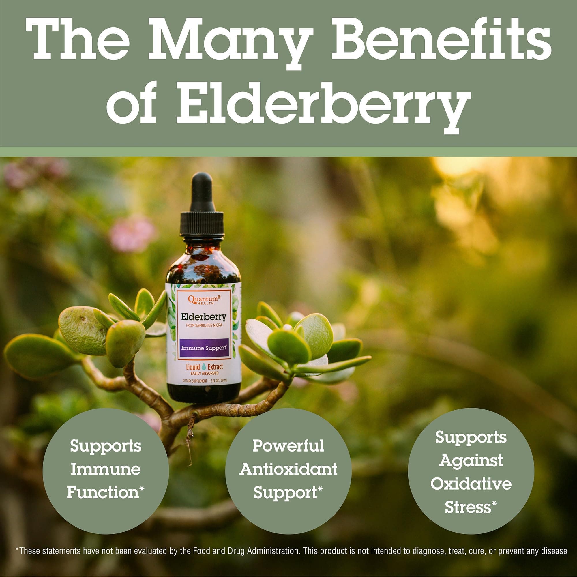 Quantum Health Black Elderberry Liquid Extract Sambucus Nigra Immune Support Formula 700mg - Daily Wellness Boost of Potent Antioxidants for Women & Men - High Dose, Fast Absorption, Vegan - 2 Fl Oz thumbnail 3