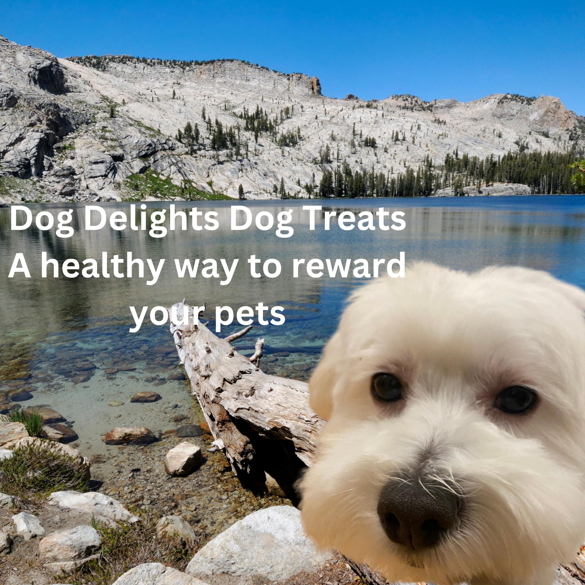 Dog Delights Chewy Lamb Sticks Dog Treats - 1.25 Kg (2.75 lb) - Wholesome and Delicious Rewards for Your Furry Friend - Made in Canada thumbnail 4